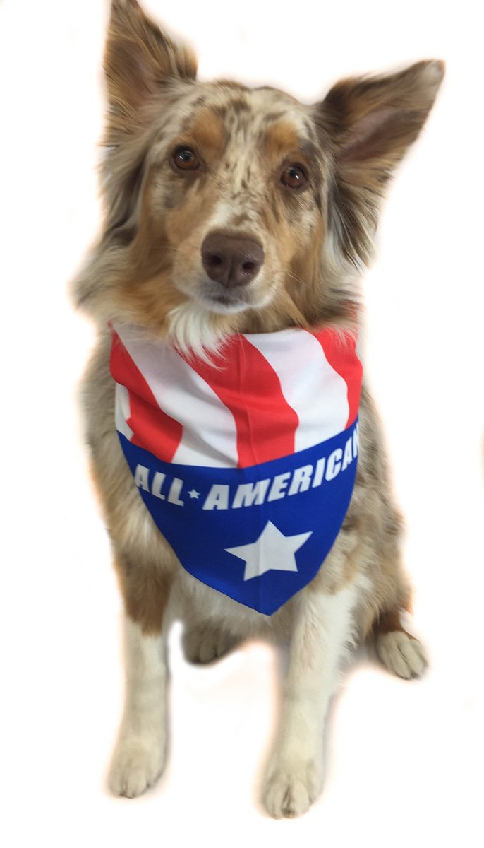 Stonehouse Collection All You Need..., Birthday Girl, American Flag - Dog Bandana Med to Large Dogs - Set of 3 - Image 5