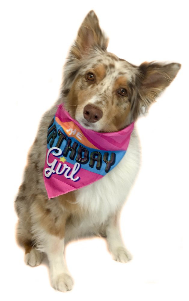 Stonehouse Collection All You Need..., Birthday Girl, American Flag - Dog Bandana Med to Large Dogs - Set of 3 - Image 6